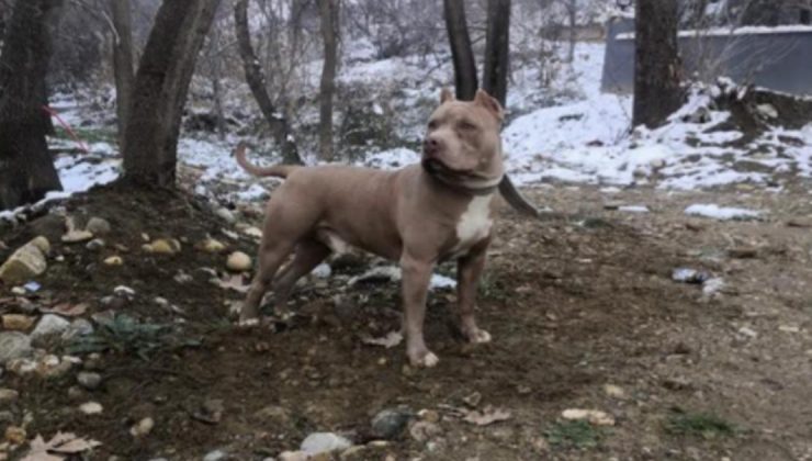 Pitbull cinsi köpek besleyen kişiye para cezası!